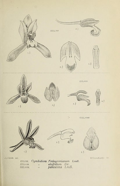 Cymbidium aloifolium (Cymbidium aloifolium)