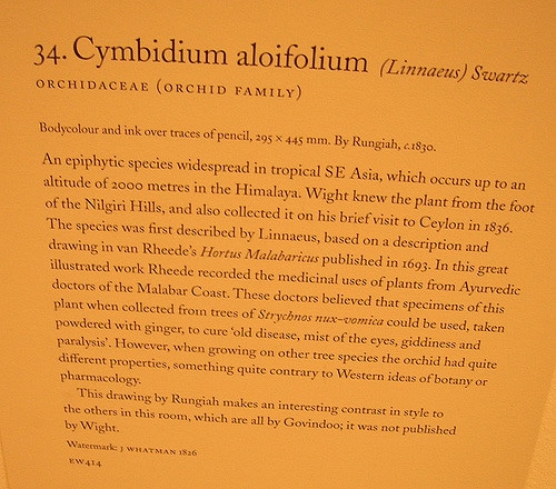 Cymbidium aloifolium