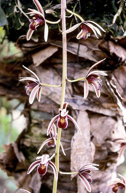 Cymbidium aloifolium
