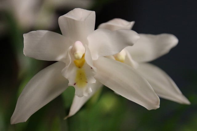 Cymbidium eburneum