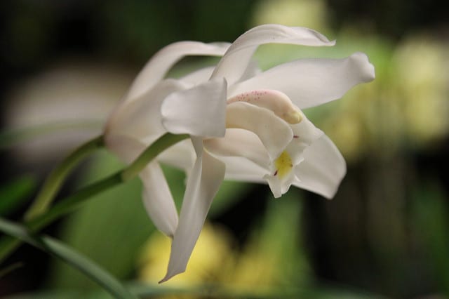 Cymbidium eburneum (Cymbidium eburneum)