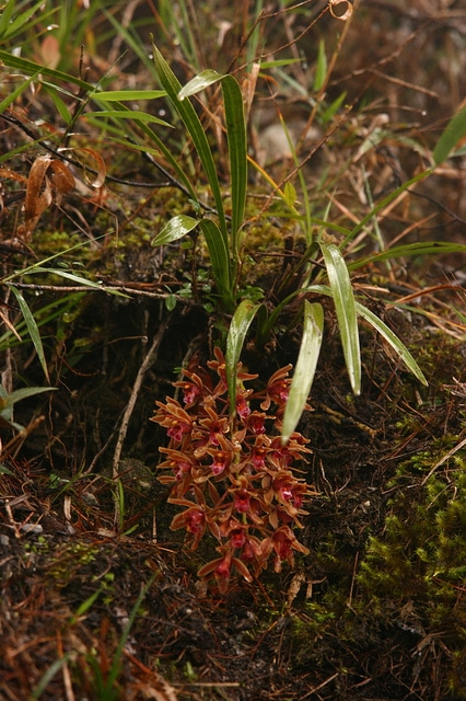 Cymbidium floribundum