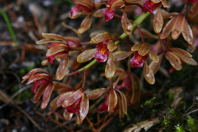 Cymbidium floribundum