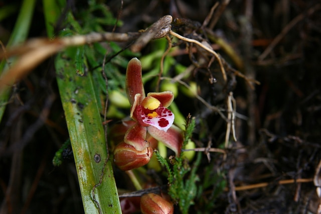 Cymbidium floribundum