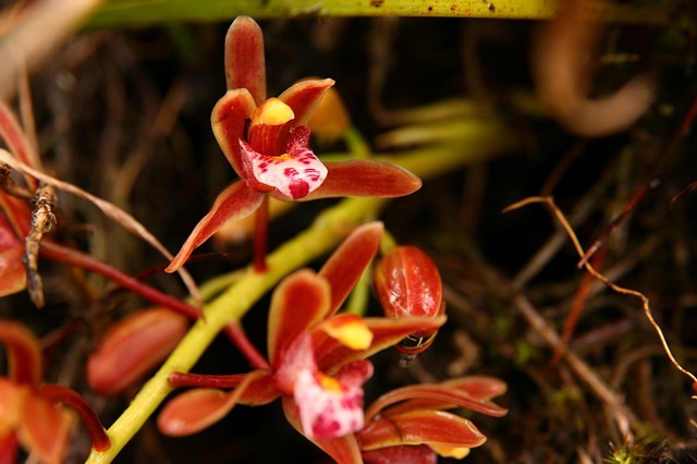 Cymbidium floribundum