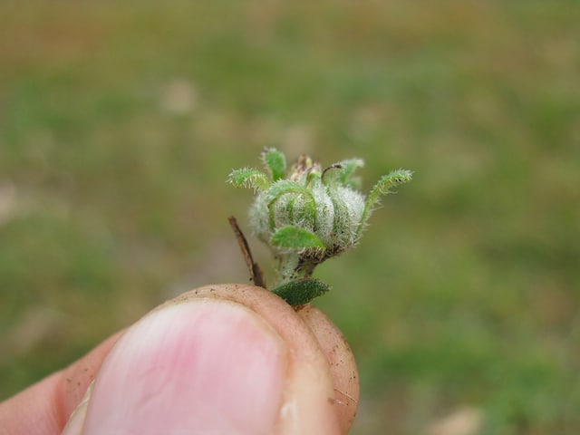 Cymbonotus lawsonianus