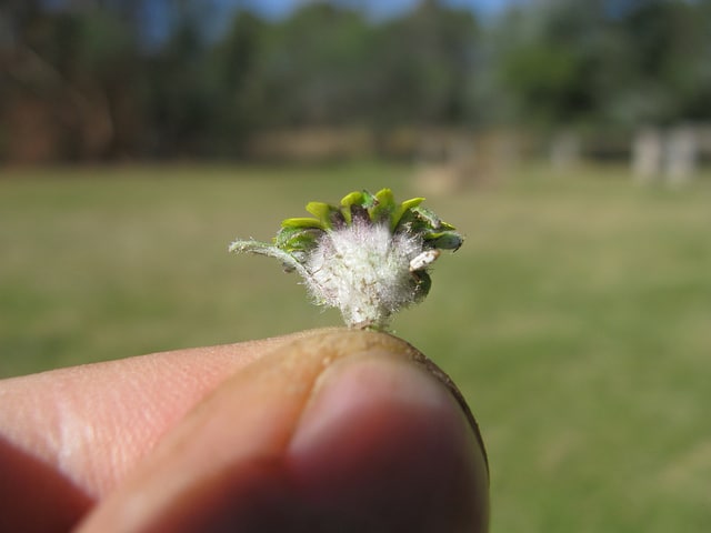 Cymbonotus lawsonianus