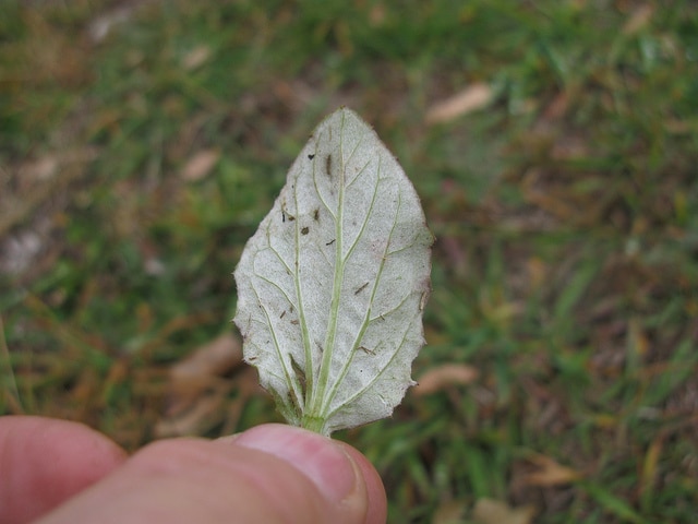 Cymbonotus lawsonianus