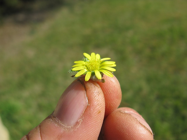Cymbonotus lawsonianus