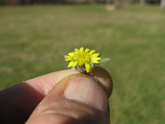 Cymbonotus lawsonianus