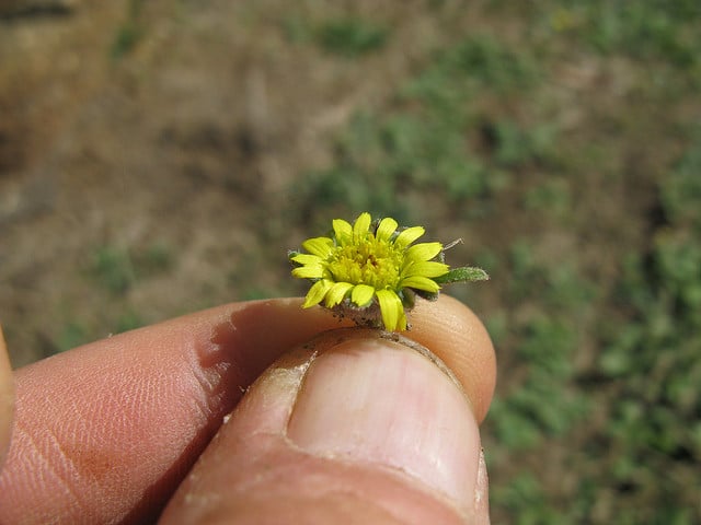 Cymbonotus lawsonianus (Cymbonotus lawsonianus)