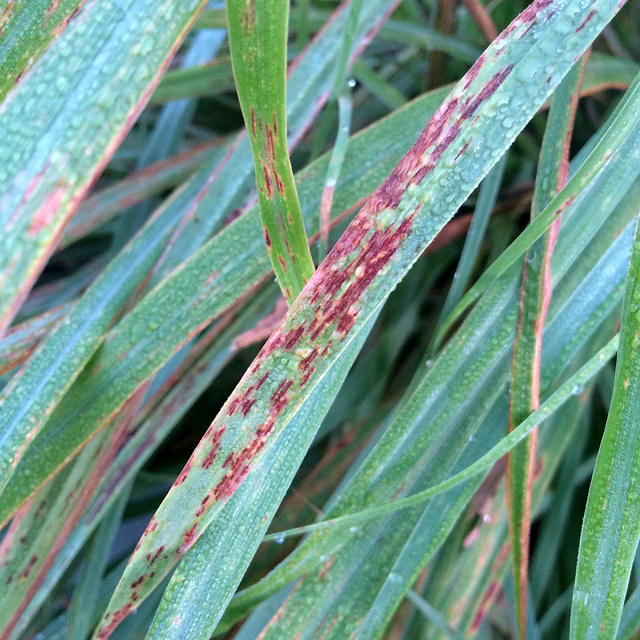 Citronnelle