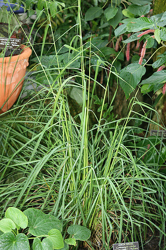 Citronnelle