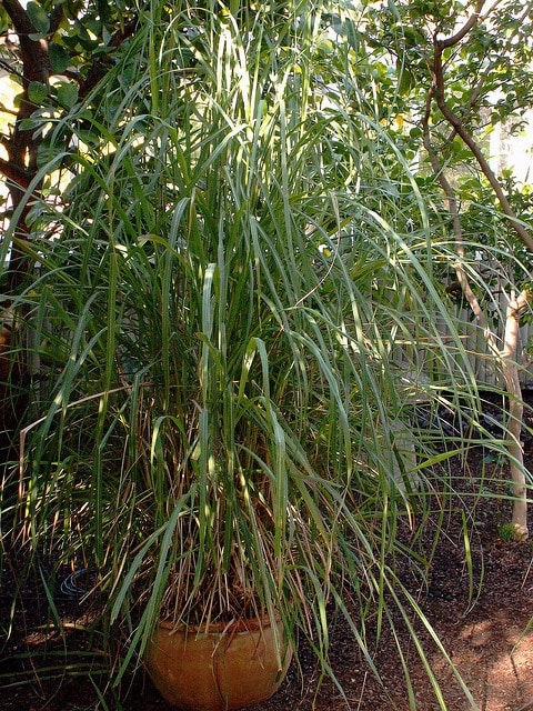 Cymbopogon flexuosus