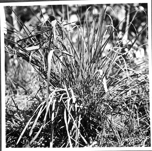Cymbopogon flexuosus (Cymbopogon flexuosus)