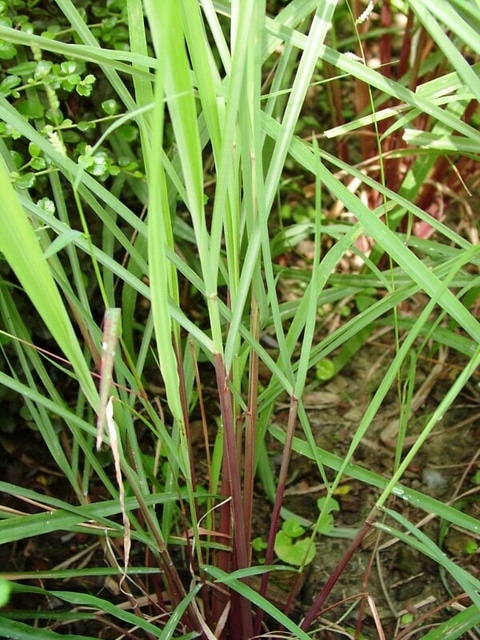 Cymbopogon nardus