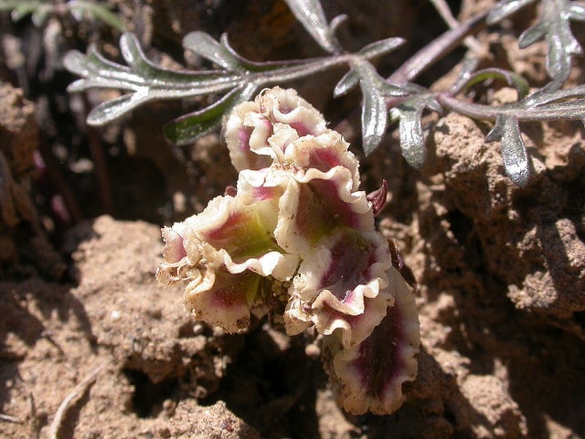 Cymopterus acaulis