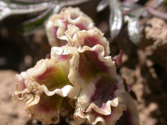 Cymopterus acaulis