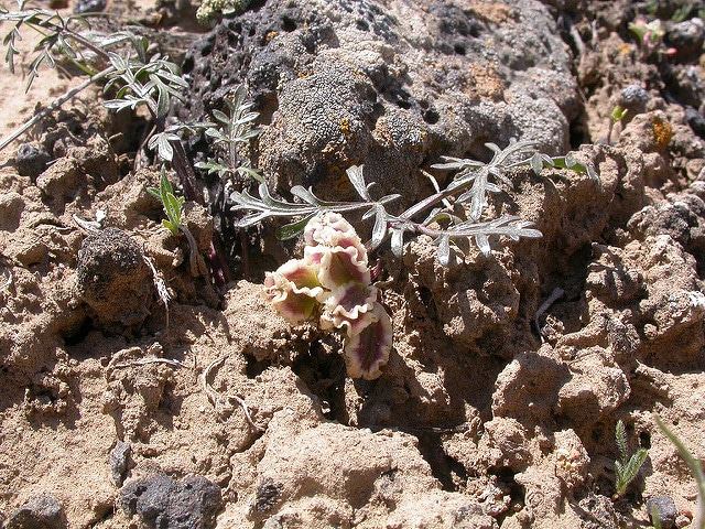 Cymopterus acaulis