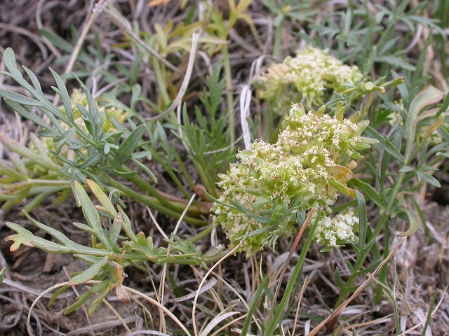 Cymopterus acaulis