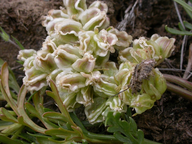 Cymopterus acaulis