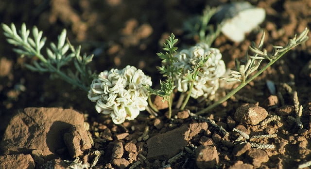 Cymopterus acaulis (Cymopterus acaulis)