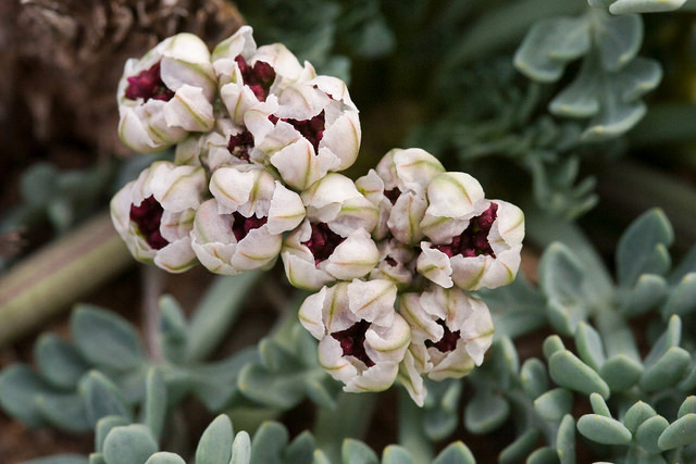 Cymopterus bulbosus