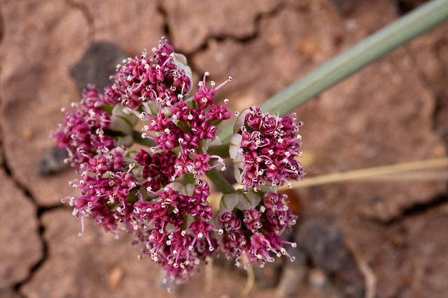 Cymopterus bulbosus