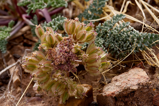 Cymopterus bulbosus