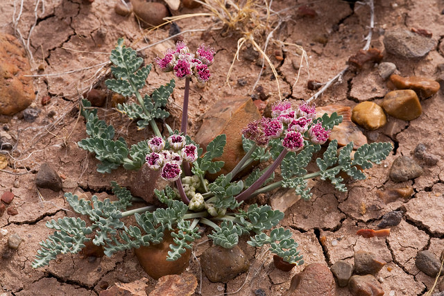 Cymopterus bulbosus