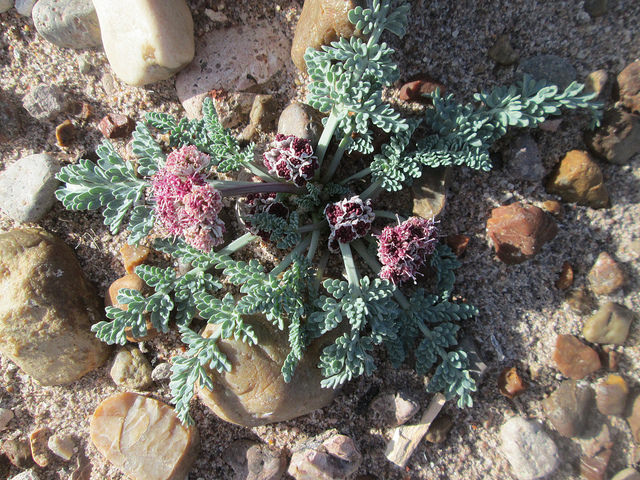Cymopterus bulbosus