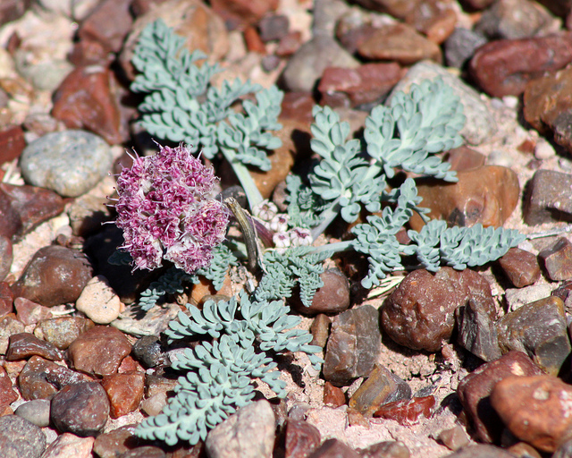 Cymopterus bulbosus (Cymopterus bulbosus)