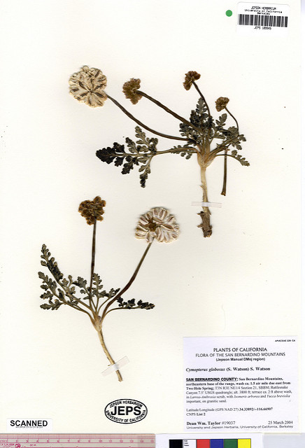 Cymopterus globosus (Cymopterus globosus)