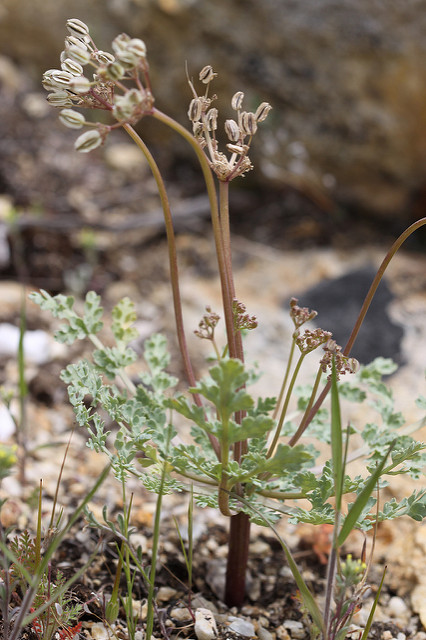Cymopterus longipes (Cymopterus longipes)