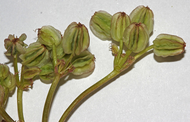 Cymopterus longipes