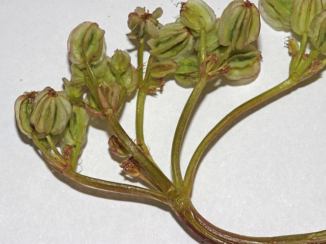 Cymopterus longipes