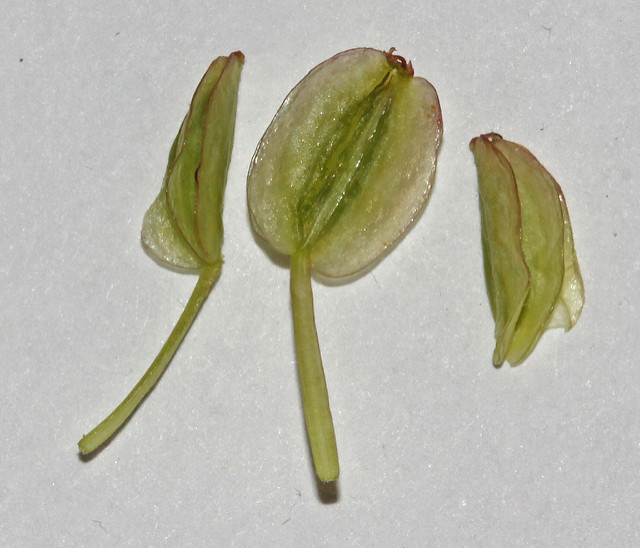 Cymopterus longipes
