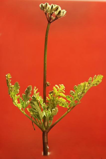Cymopterus longipes