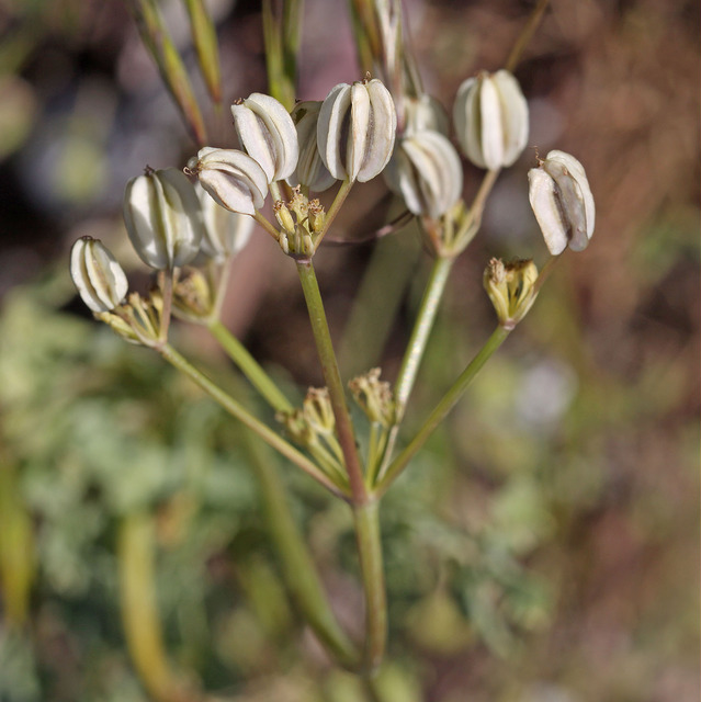 Cymopterus longipes