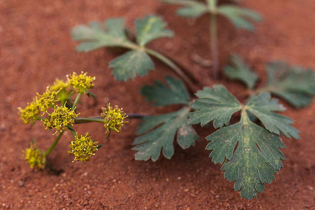 Cymopterus newberryi (Cymopterus newberryi)