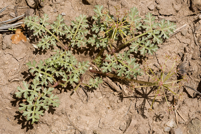 Cymopterus purpureus (Cymopterus purpureus)