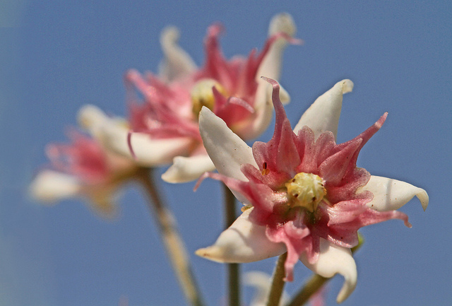 Scammonée aiguë (Cynanchum acutum)
