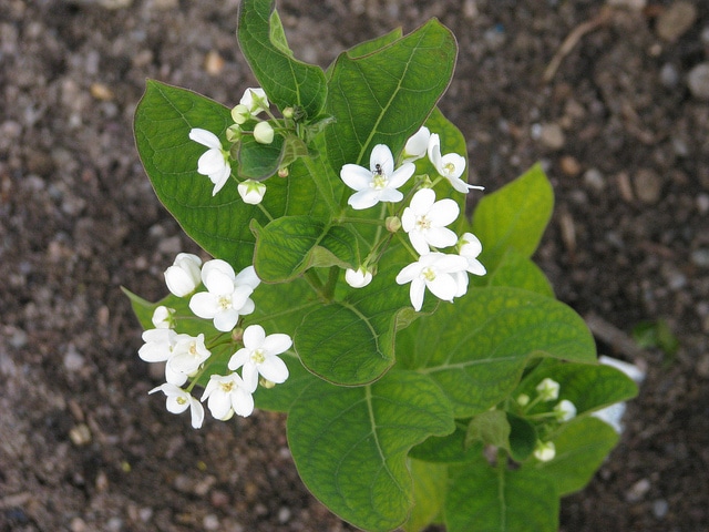 Cynanchum ascyrifolium (Cynanchum ascyrifolium)