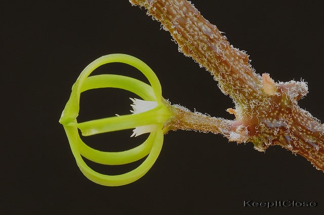 Cynanchum marnierianum (Cynanchum marnierianum)
