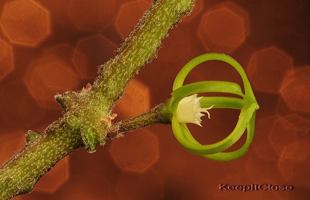 Cynanchum marnierianum