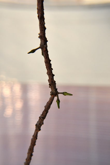 Cynanchum marnierianum