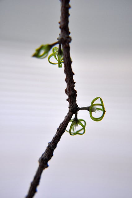 Cynanchum marnierianum