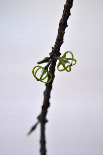 Cynanchum marnierianum