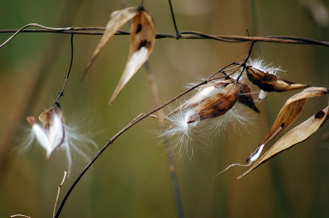 Dompte-venin de russie (Cynanchum rossicum)