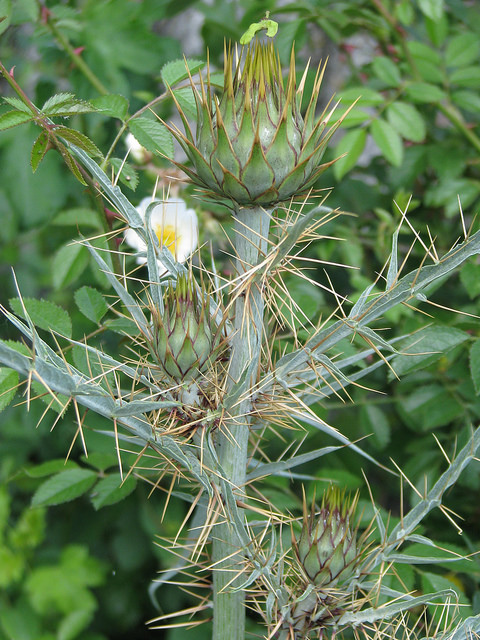 Cardon (Cynara cardunculus)